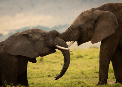 Exploring Kenya: The Ultimate Safari Destination