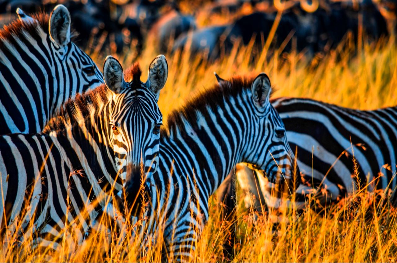 8 Days - Mara Wilderness & Kilimanjaro Horizons