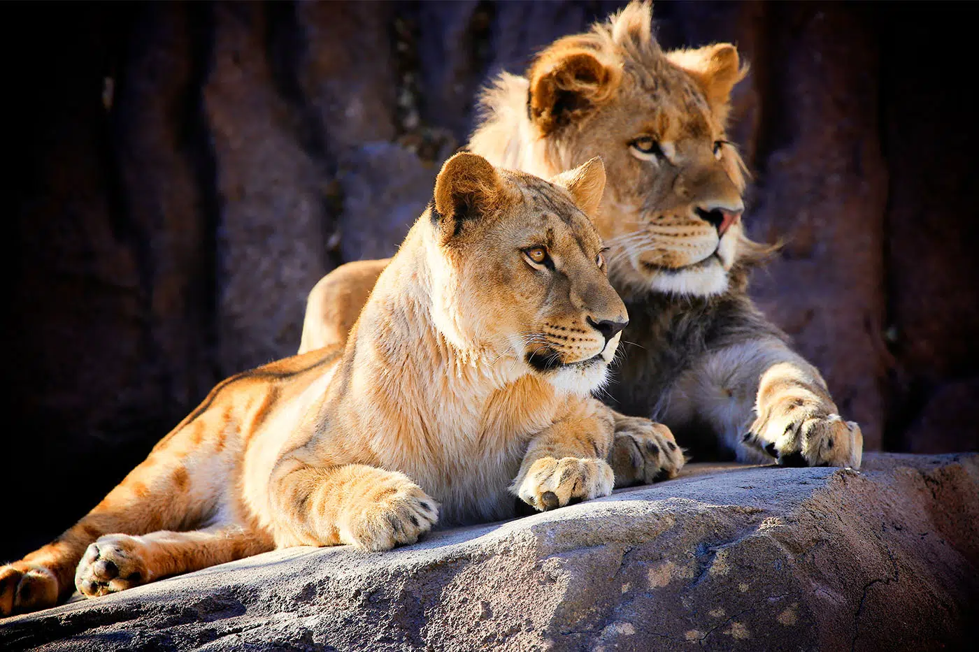 6-Day Nyota Safari – Star Paths of the Wild