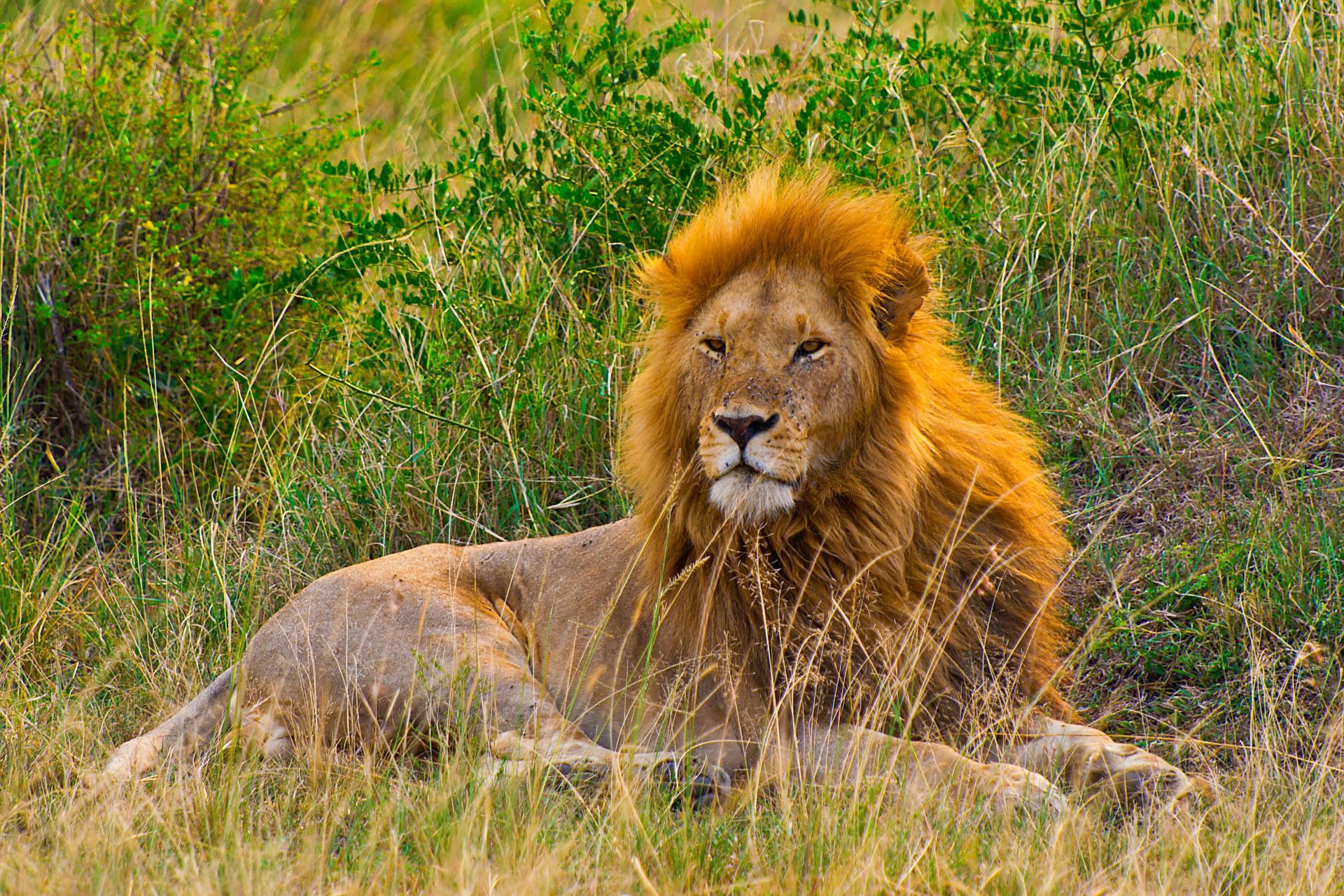 6-Day Simba Safari – Rift to Roars