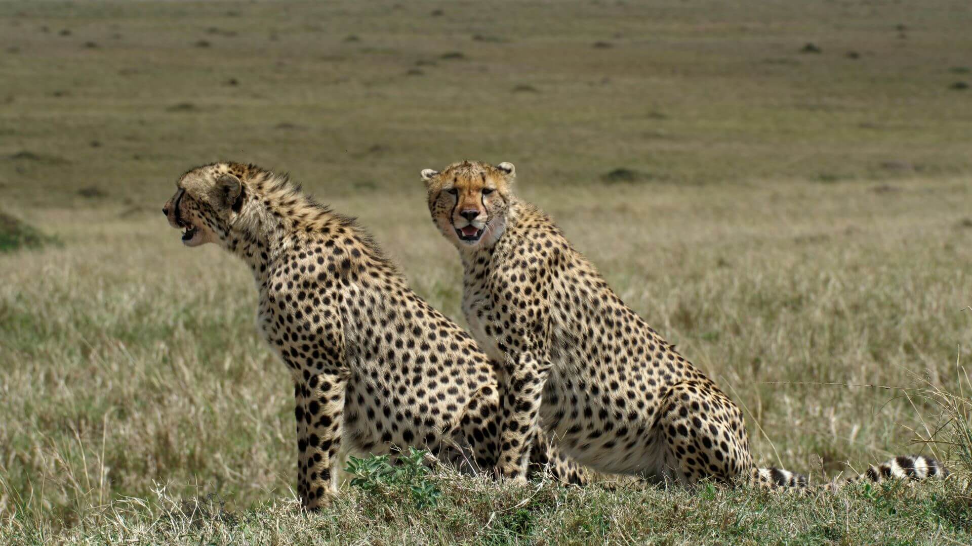 7-Day Chui Safari – Rift to Serengeti
