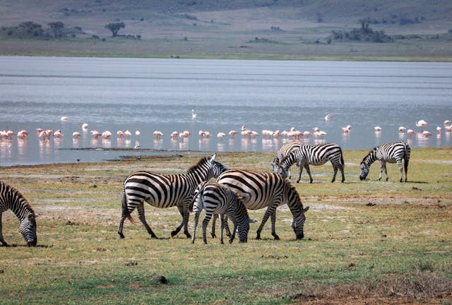 5-Day Flamingo Safari – Plains & Pink Shores