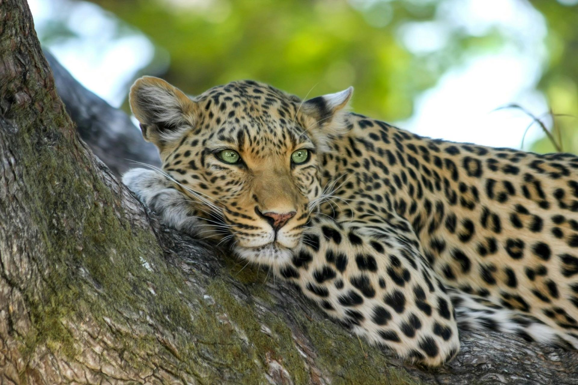 6-Day Duma Safari – Highlands to Savannah