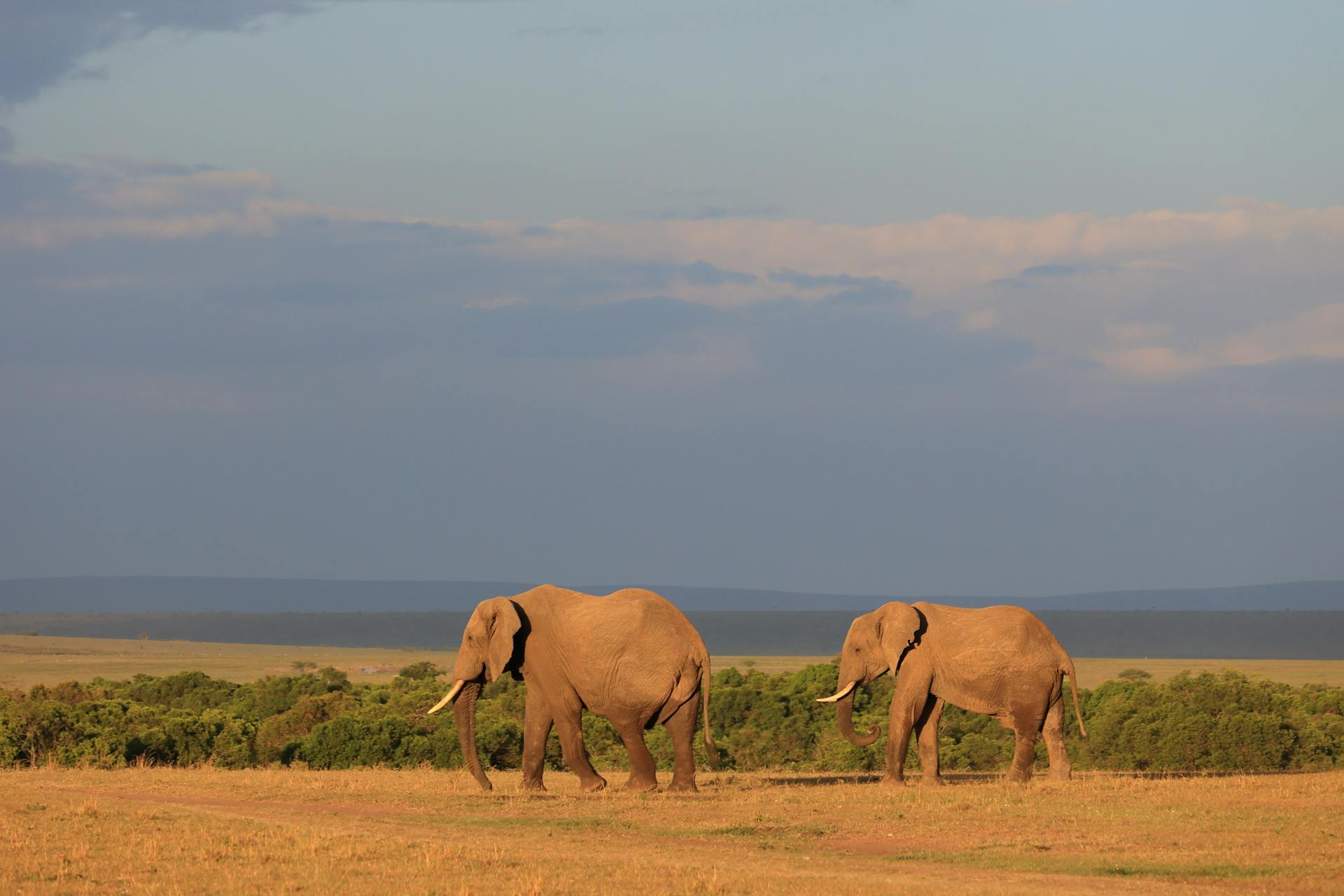 6-Day Tembo Safari – Mara & Lakes