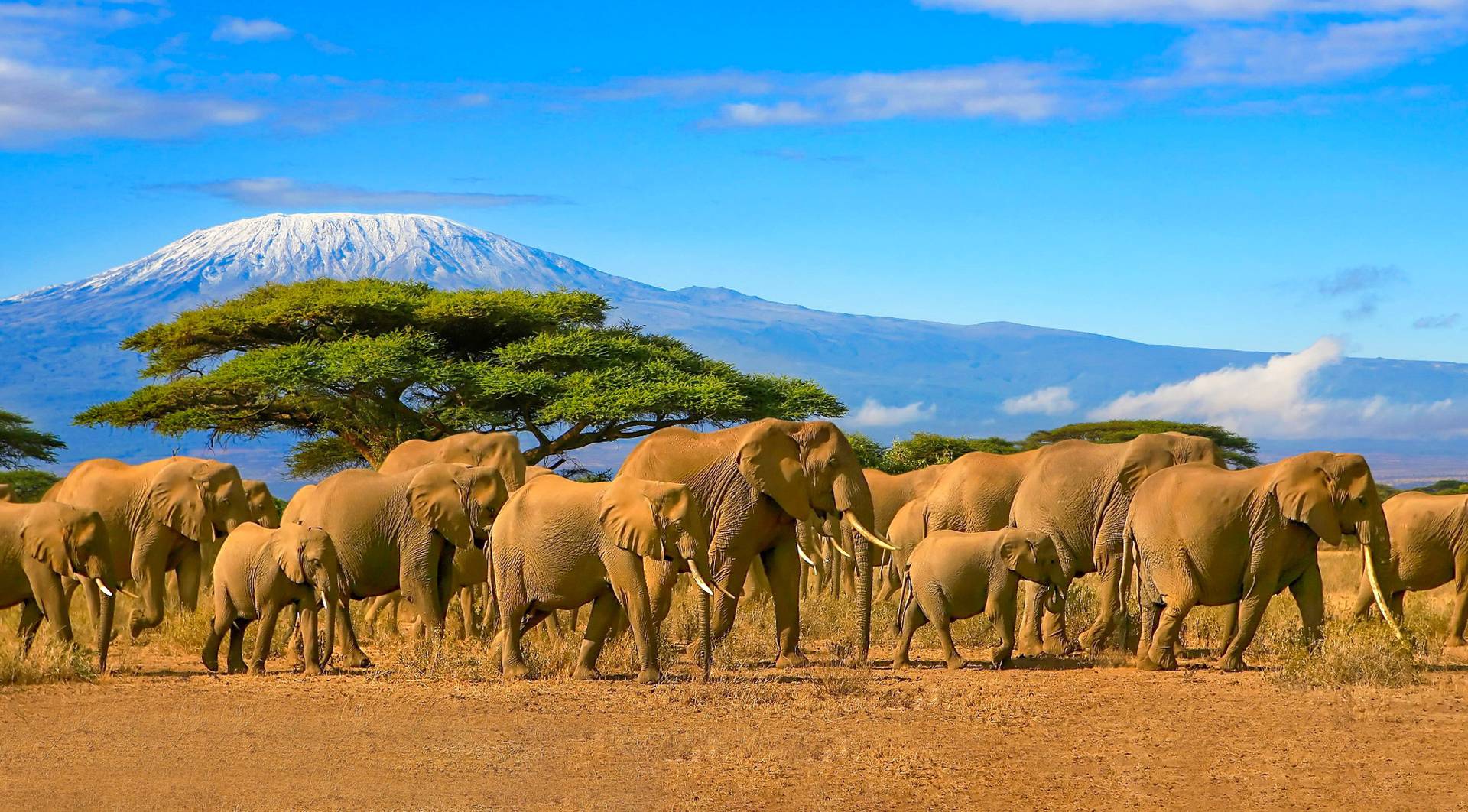 8-Day Shujaa Safari – Mara to Amboseli