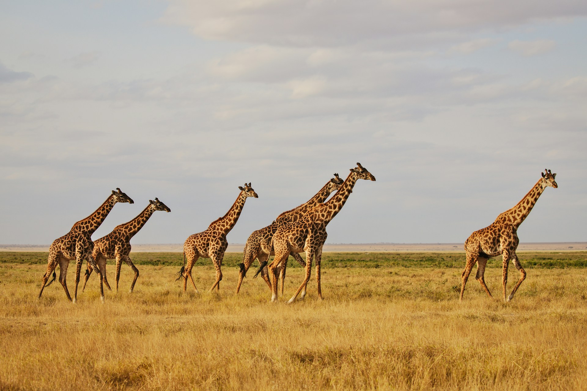 6-Day Twiga Safari – Echoes of the Giants