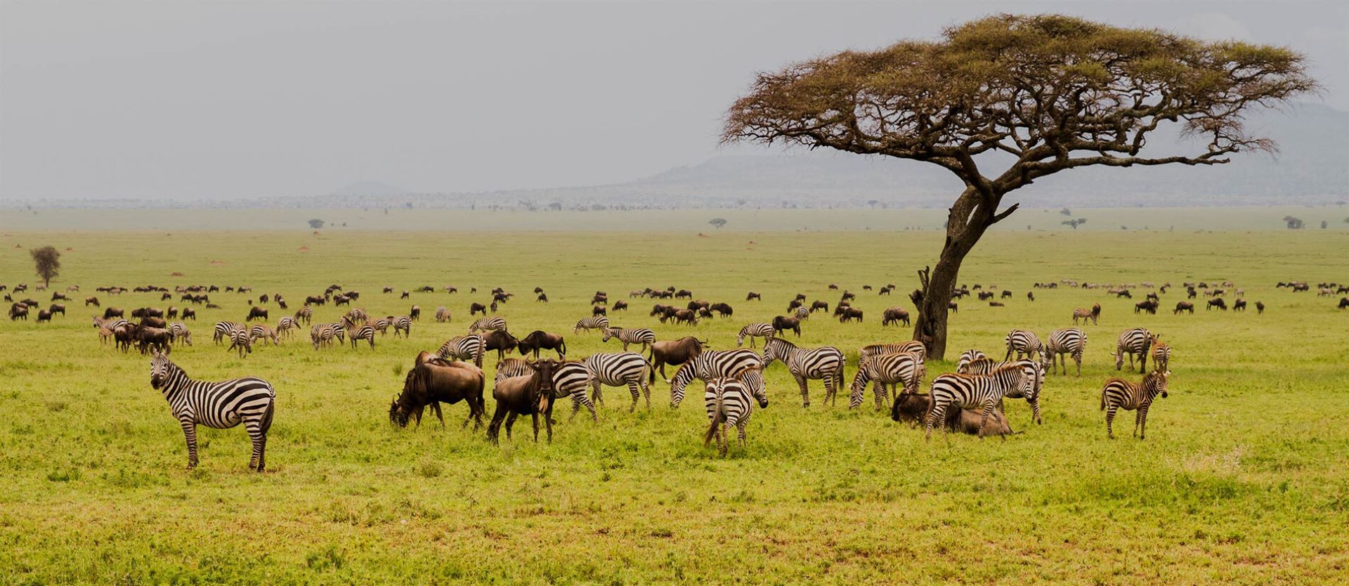 7-Day Njozi Safari – Dreams Beneath the Acacia