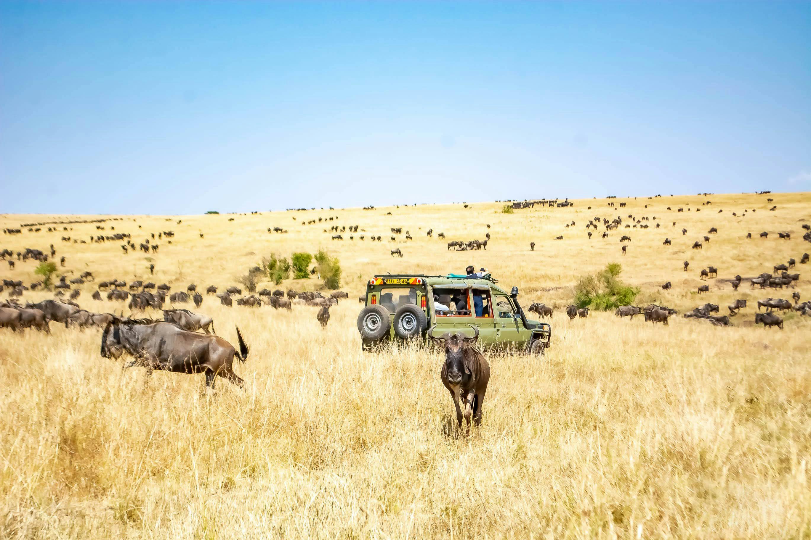 7-Day Mwitu Safari – Echoes of the Wilderness