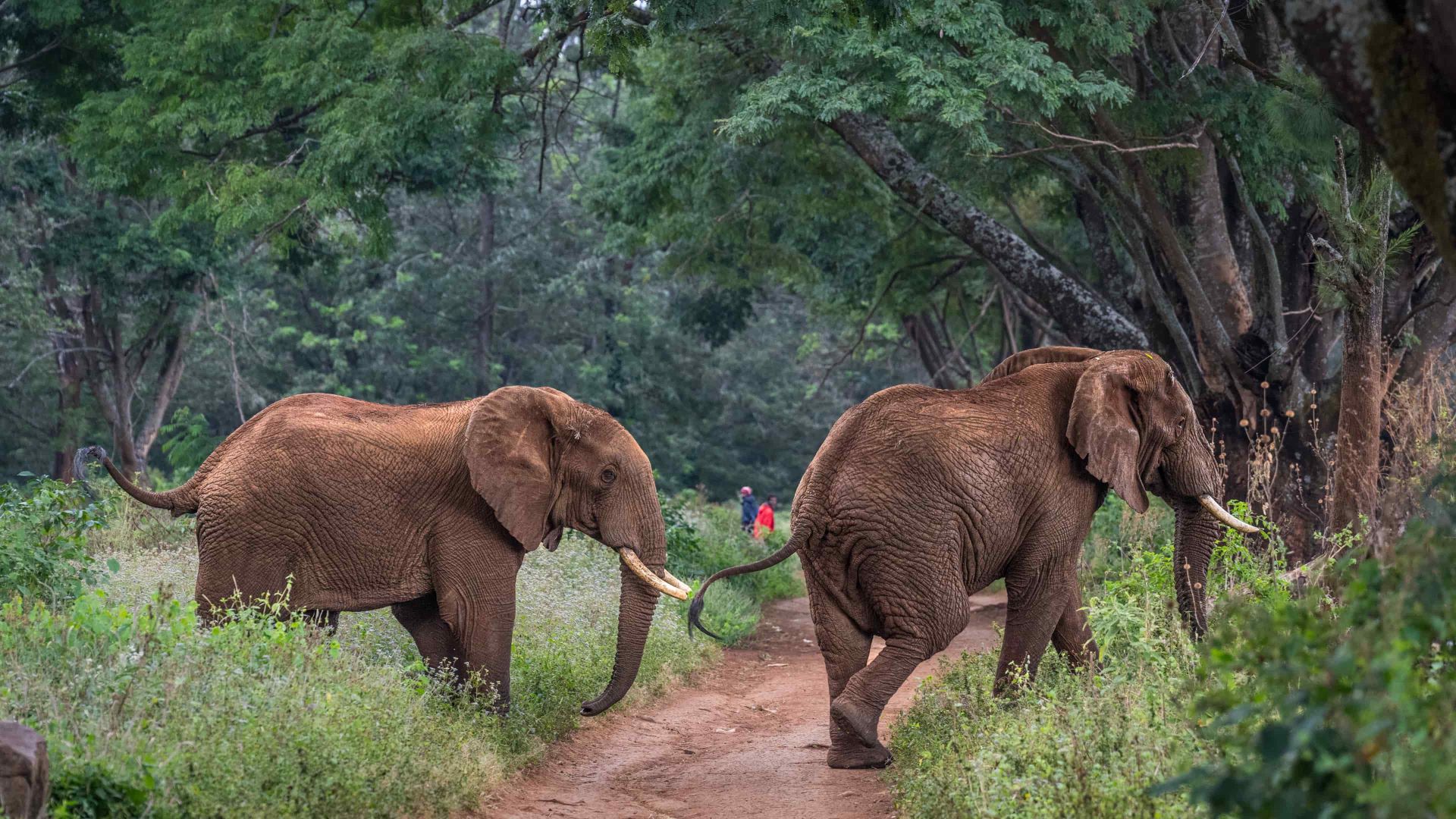 7-Day Mwanga Safari – Light Over the Savannah