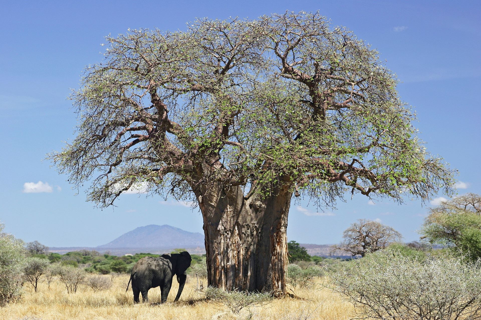 7-Day Tazama Safari – Witness the Wild Wonders of Tanzania