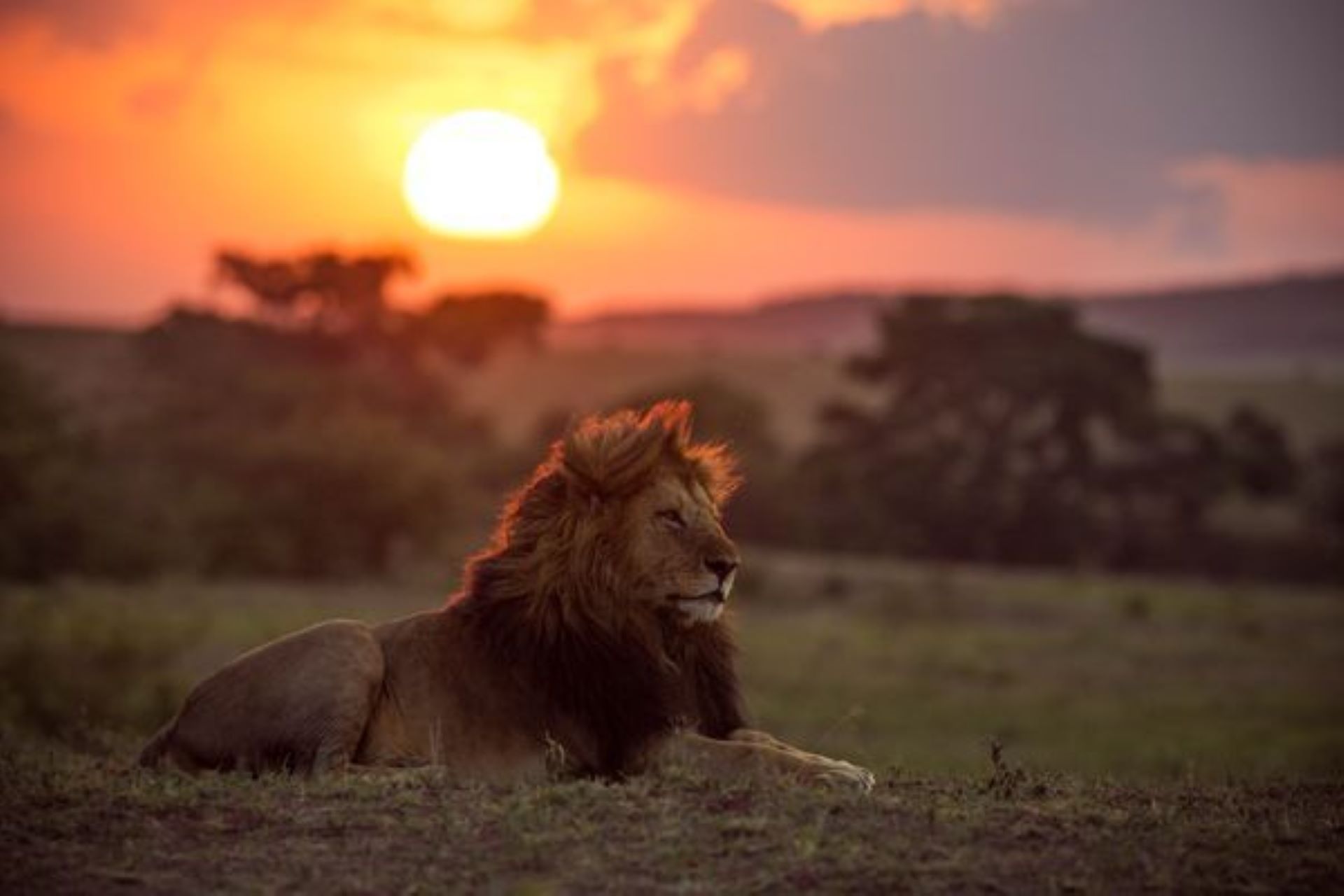 11-Day Moyo Safari – Heartbeats of the Savannah