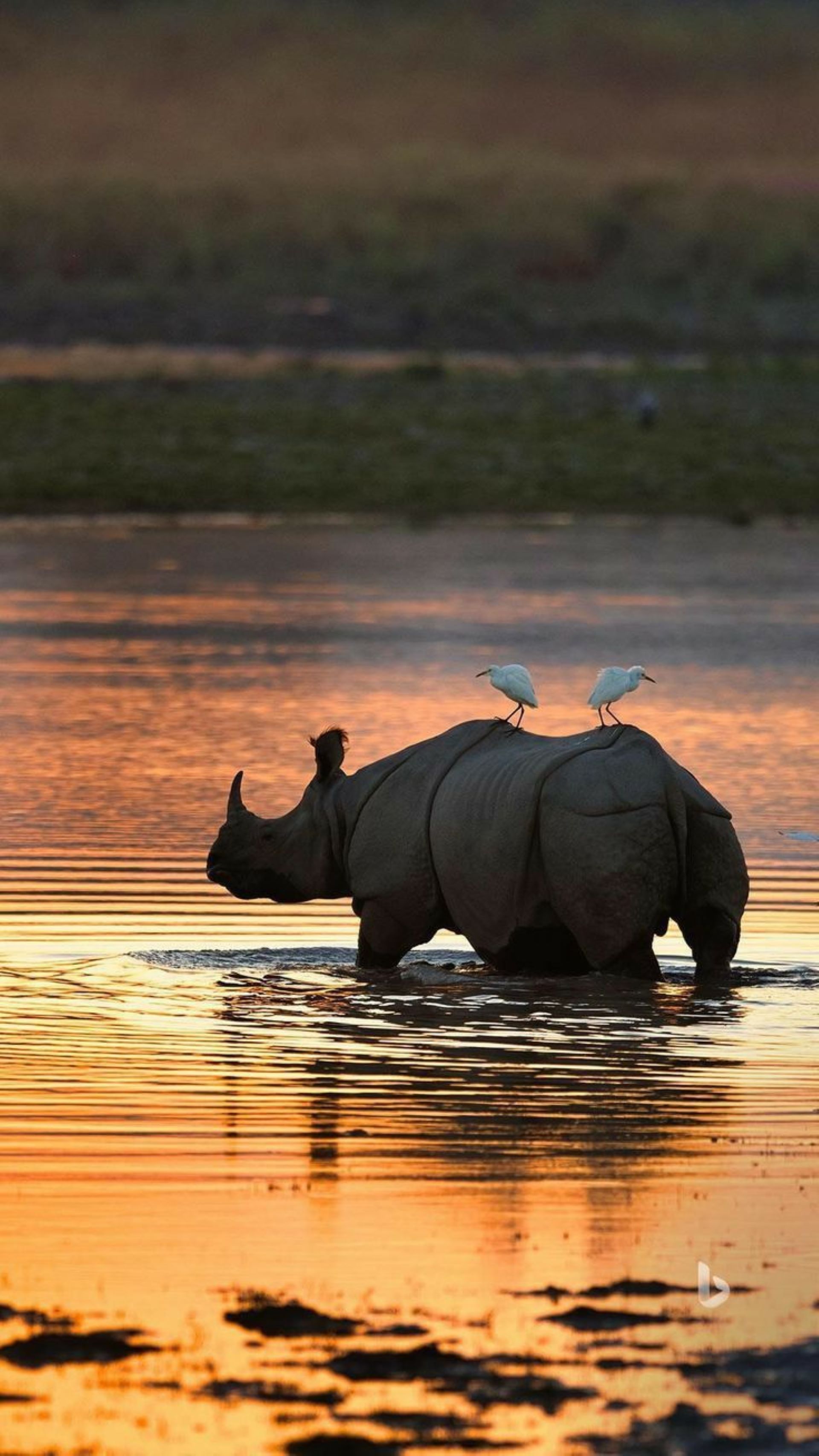 11-Day Moyo Safari – Heartbeats of the Savannah