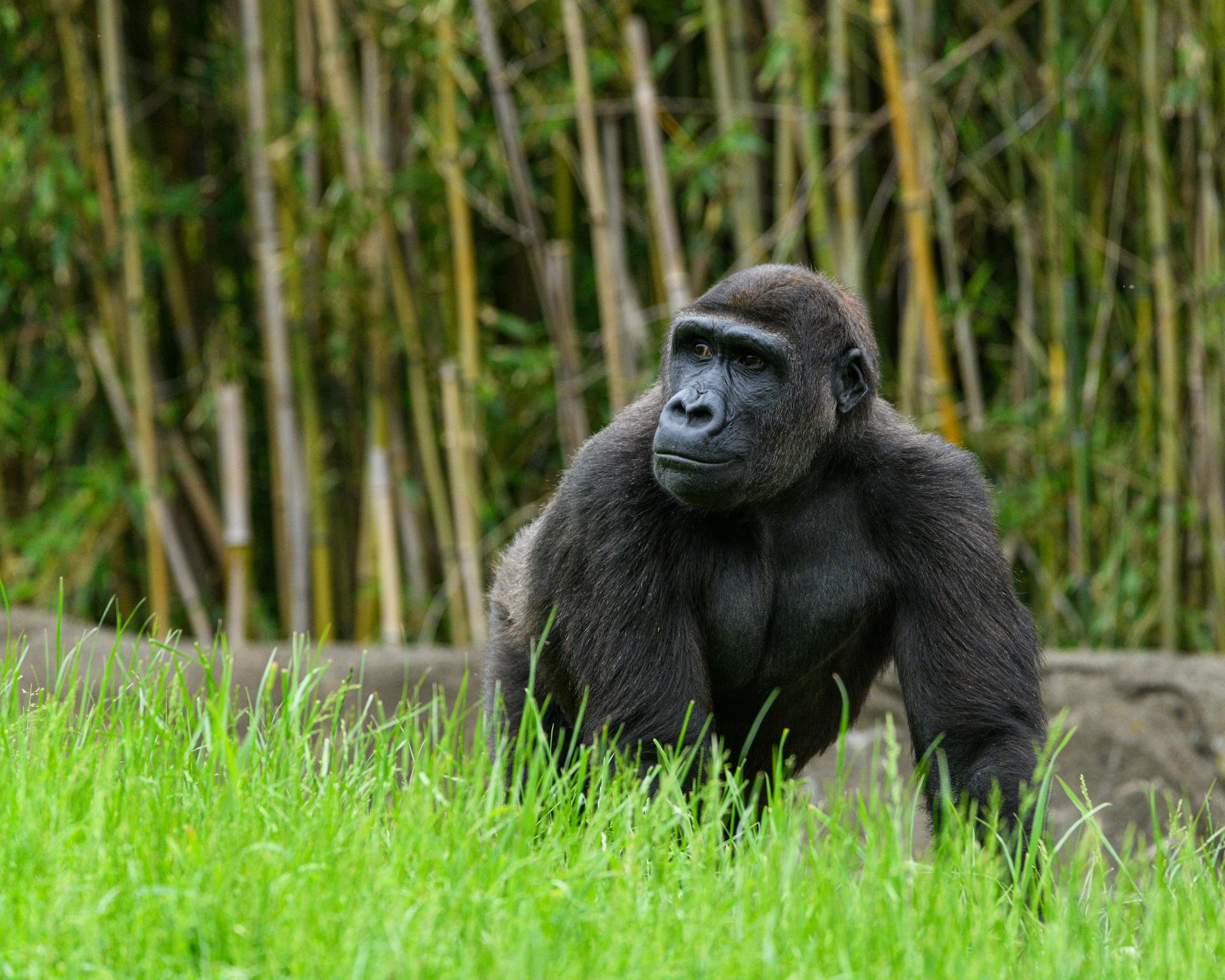Uganda