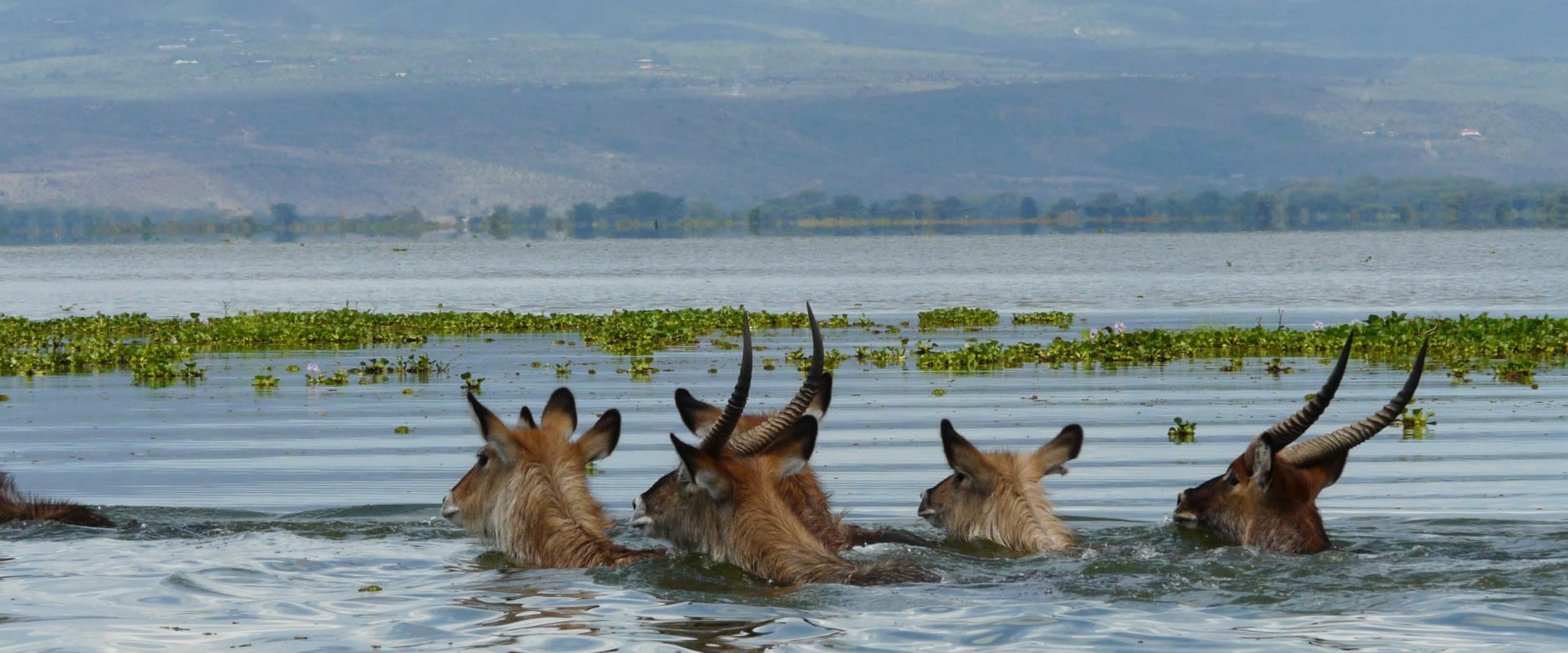 6-Day Bahari Safari – Shores, Savannah & Spectacle