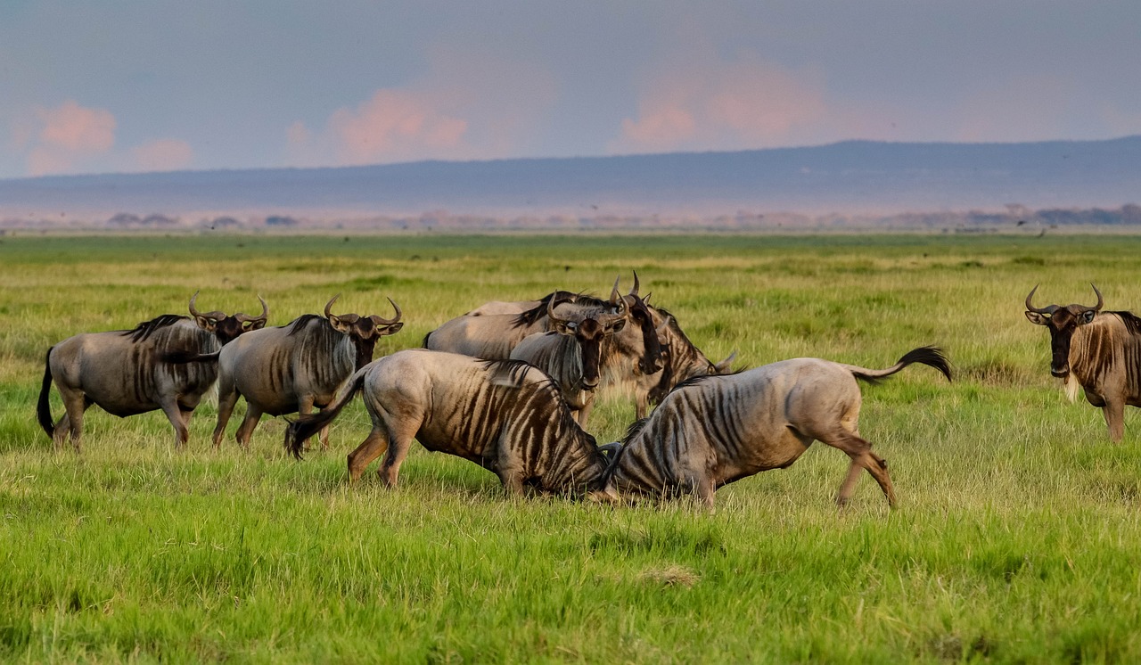 7-Day Fahari Safari – Splendor of Savannah & Sky