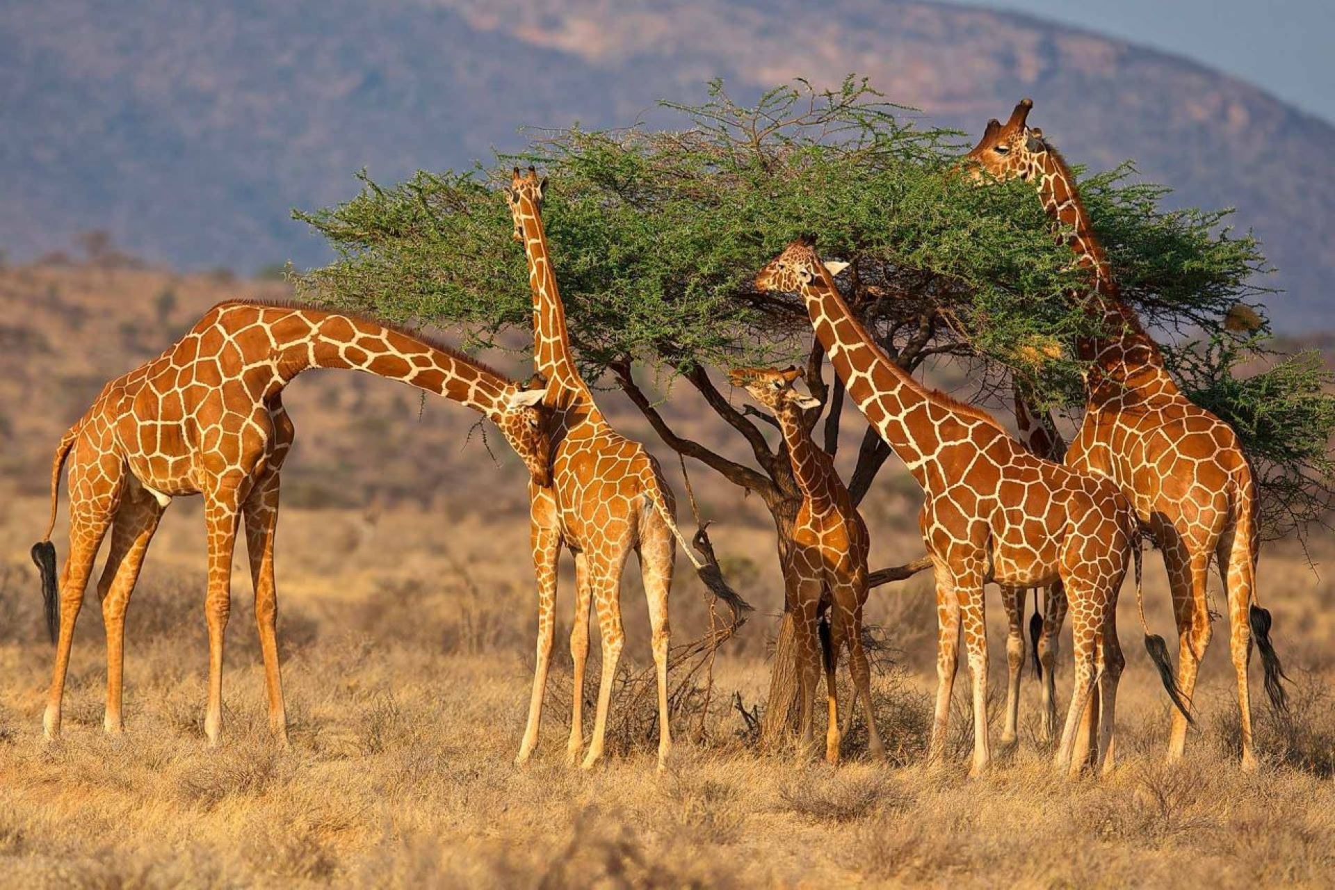 9-Day Pamoja Safari – Unity of Savannahs & Shores