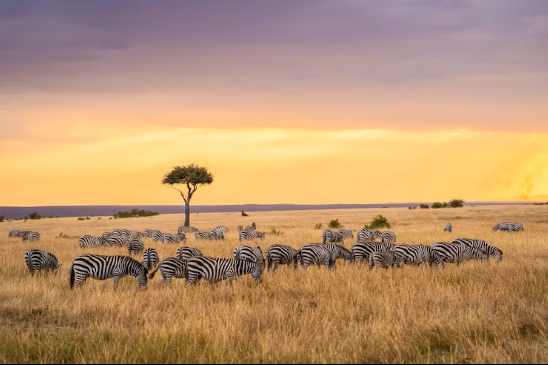 12-Day Jua Safari – Sunlit Horizons