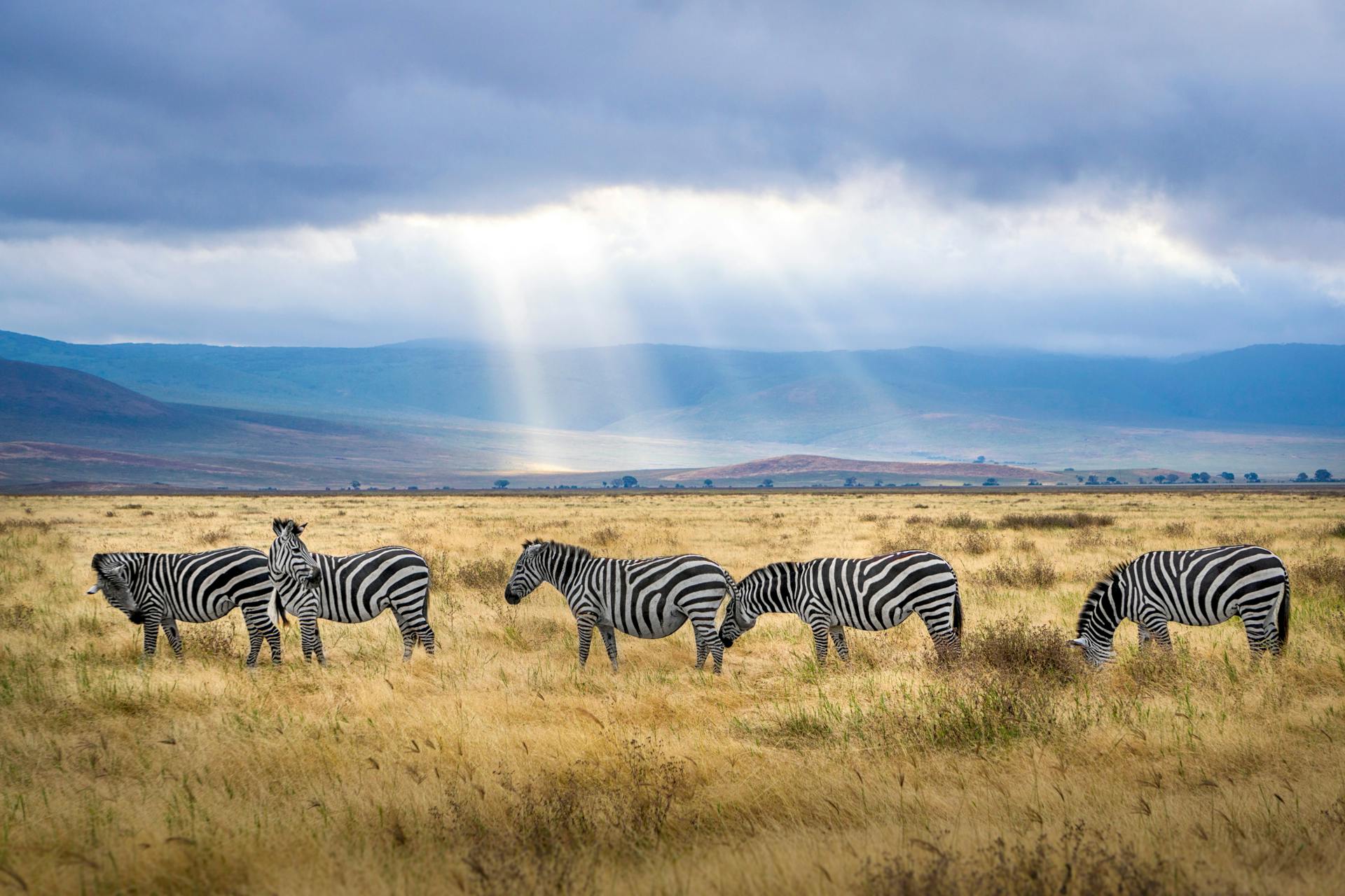 7-Day Northern Tanzania Safari – Serengeti, Ngorongoro Crater, Lake Manyara & Tarangire Lodge Tour