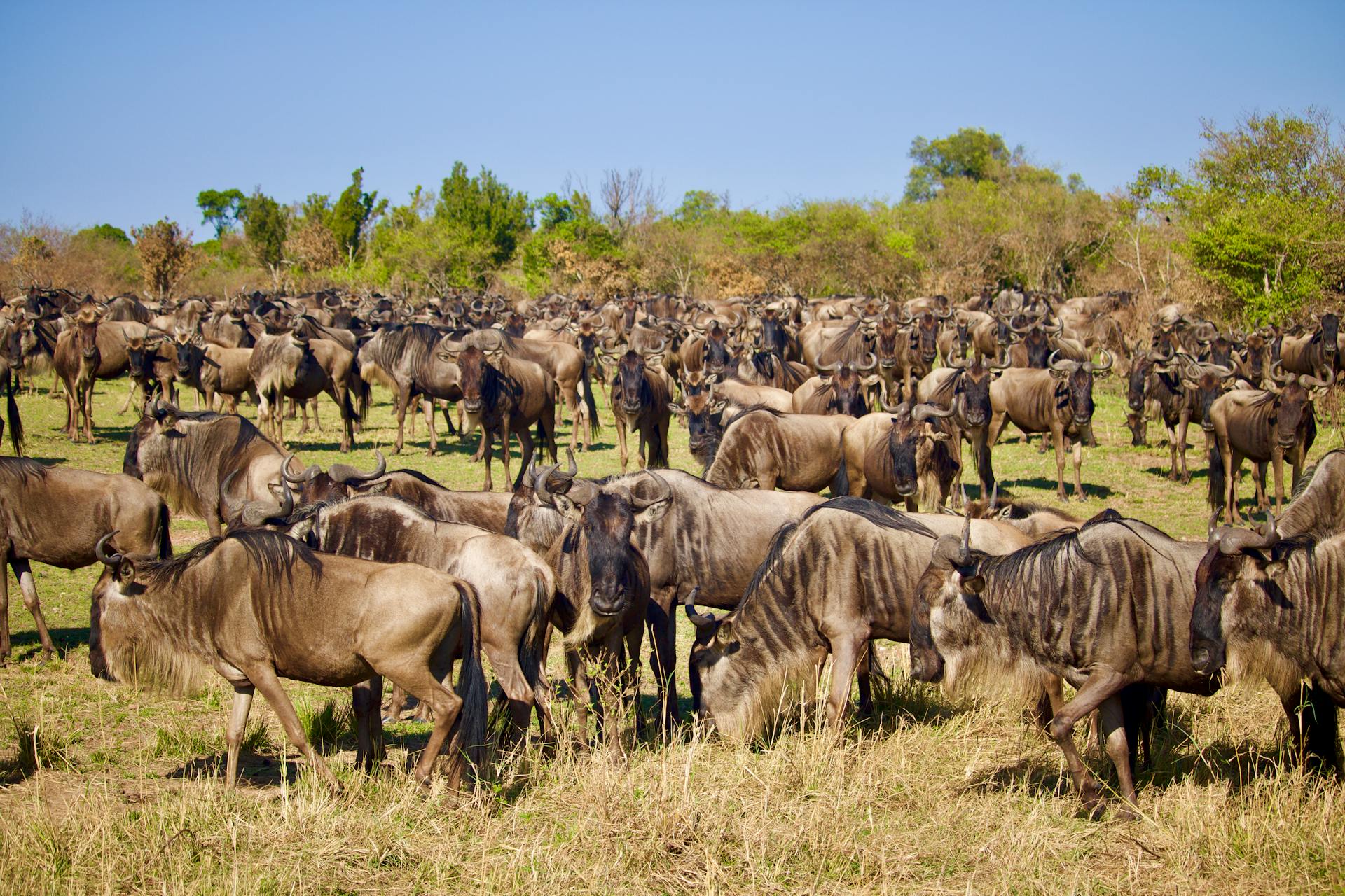 7-Day Northern Tanzania Safari: Tarangire, Serengeti & Ngorongoro Crater Adventure