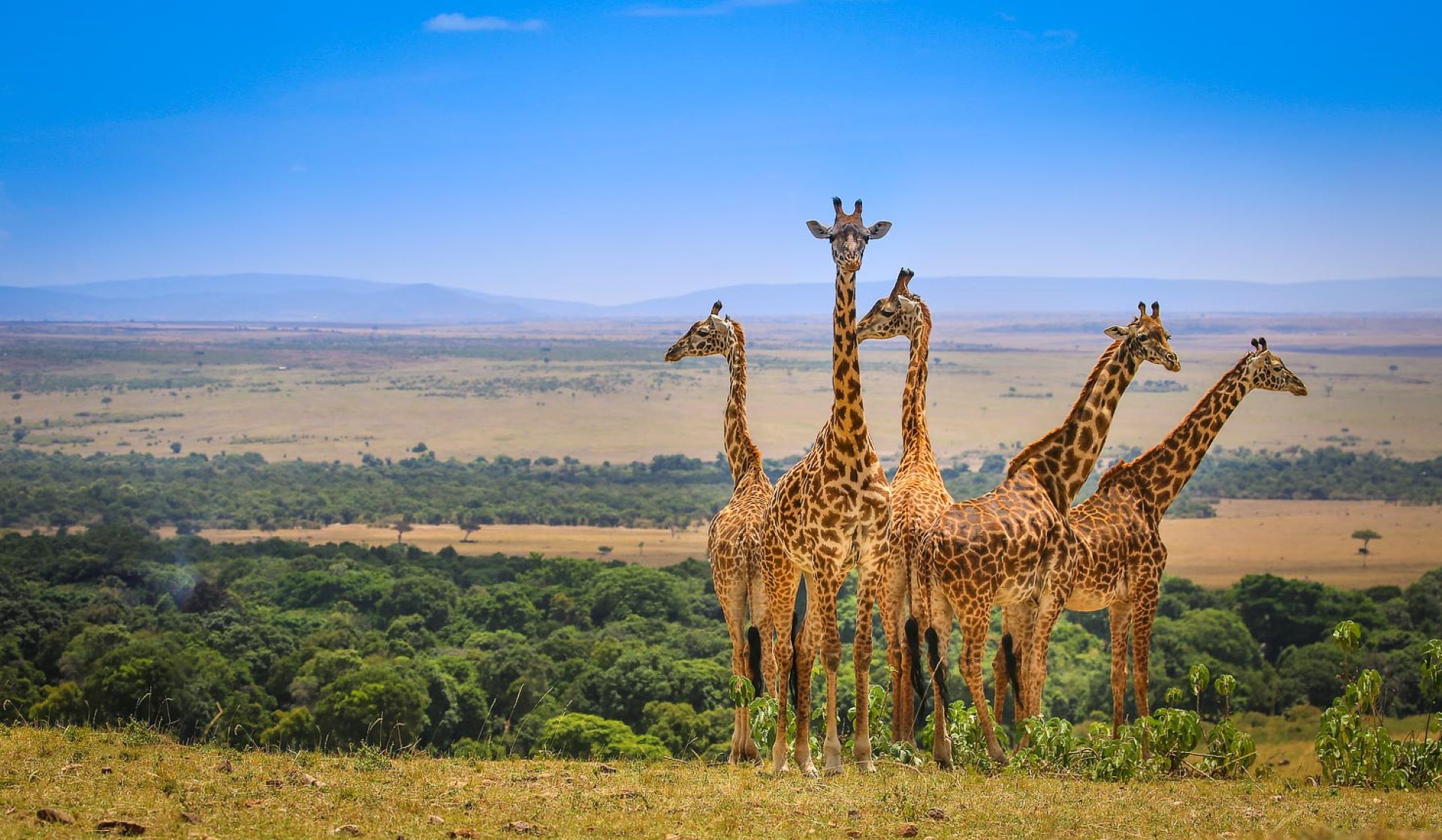 4-Day Mara & Nakuru Camping Safari