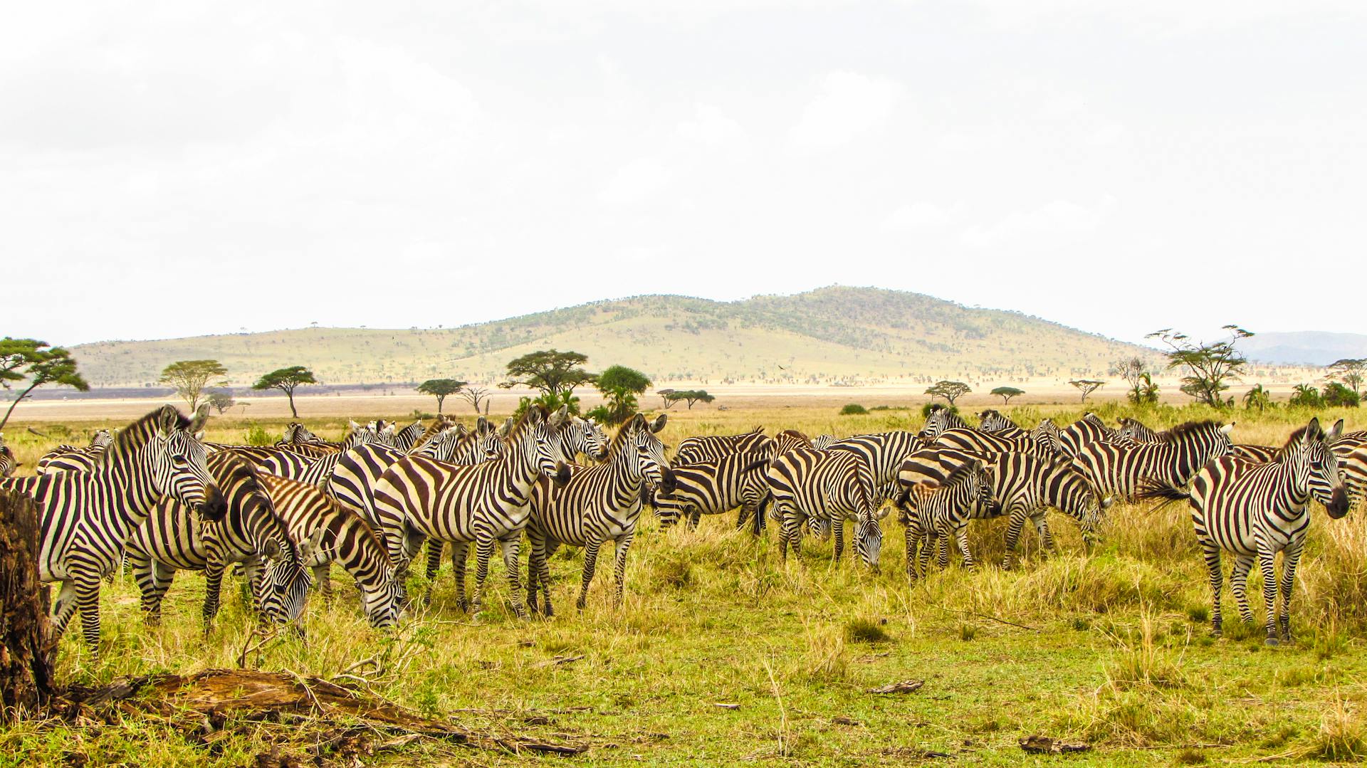 8-Day Classic Northern Tanzania Safari
