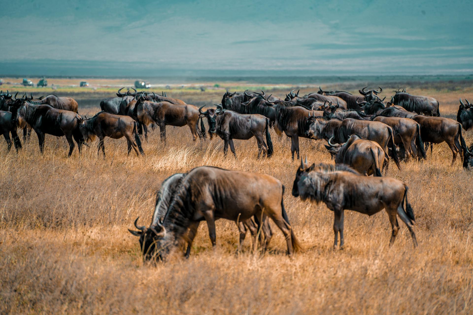 Kenya