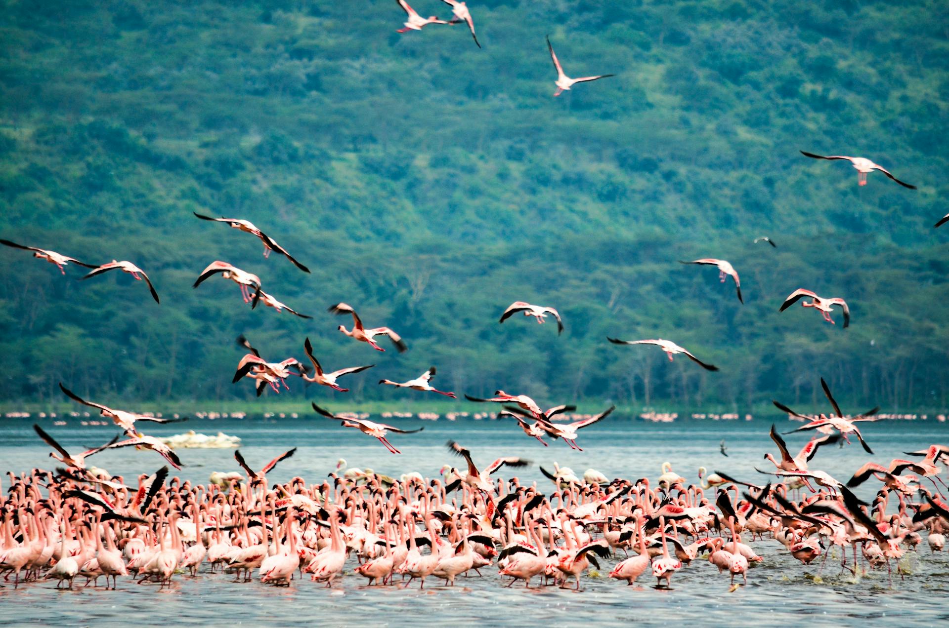 5-Day Flamingo & Big Five Safari