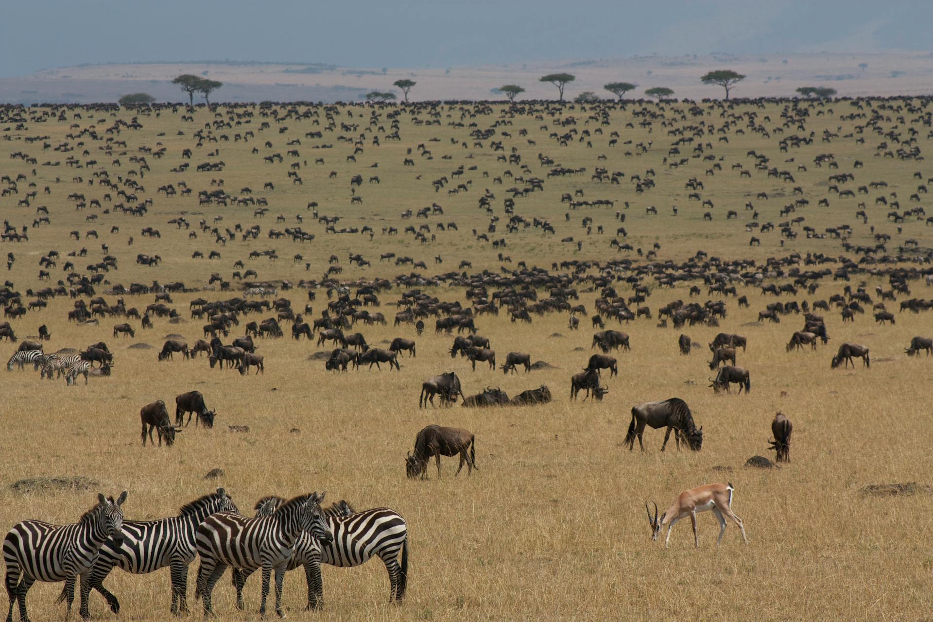 4-Day Masai Mara Safari Adventure