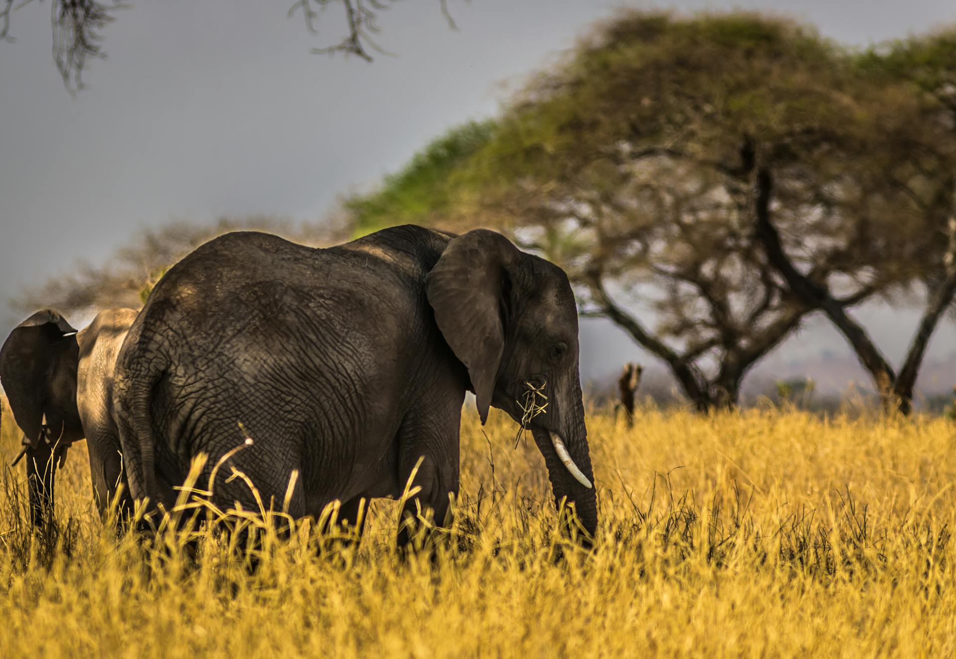 6-Day Baobab Elephant Safari