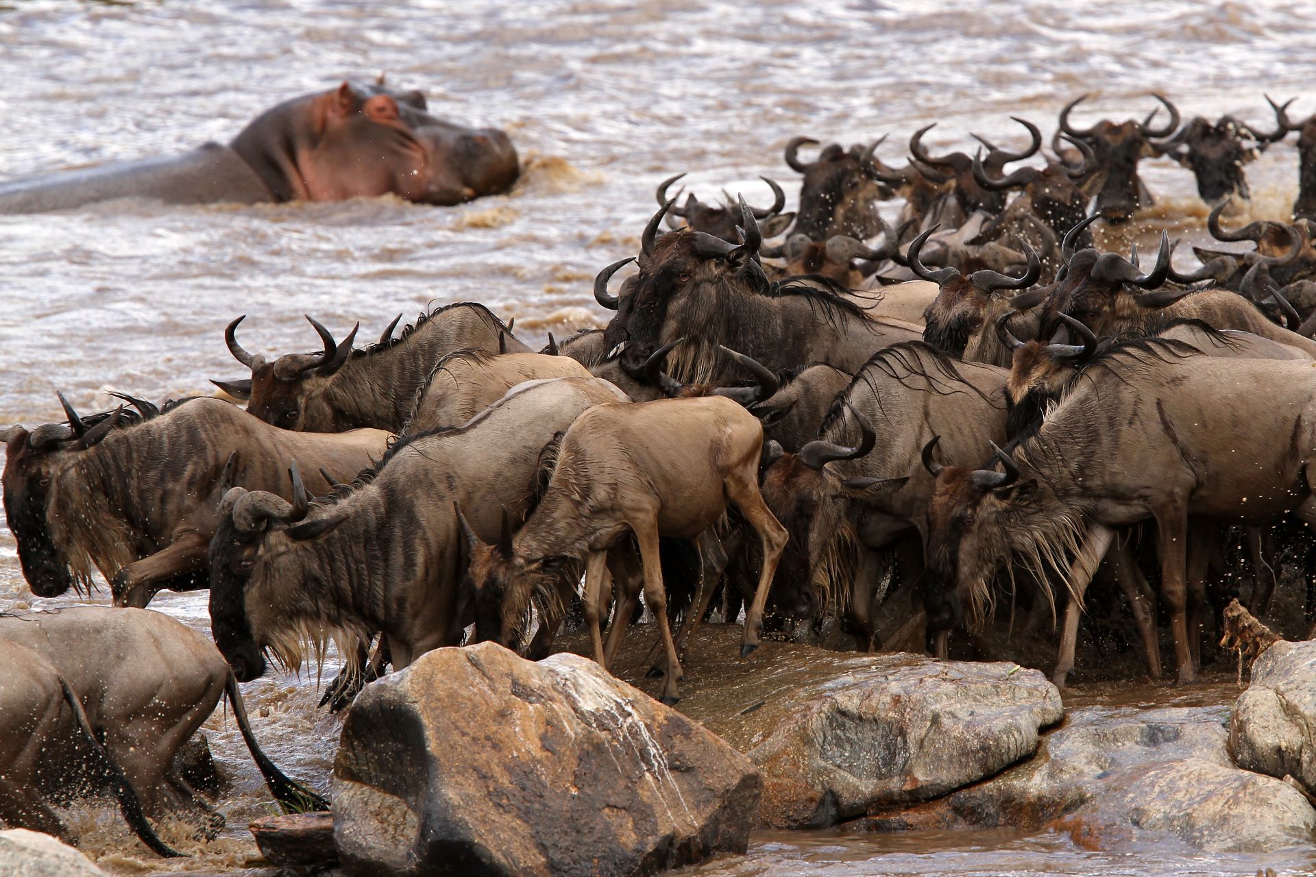 6-Day Circle of Life Safari