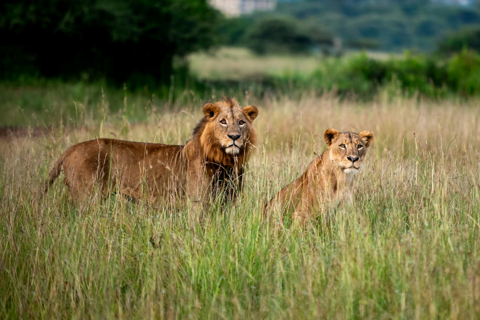 6-Day Serengeti Essence Safari