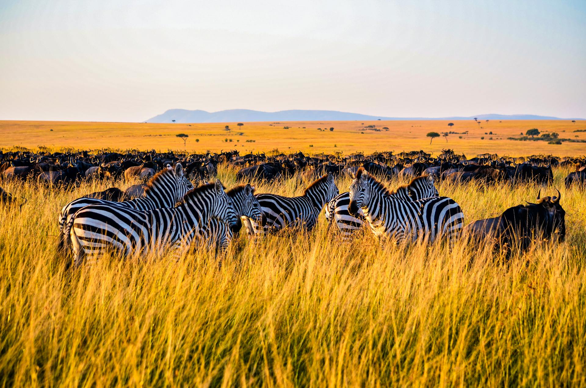 7-Day Golden Plains Safari