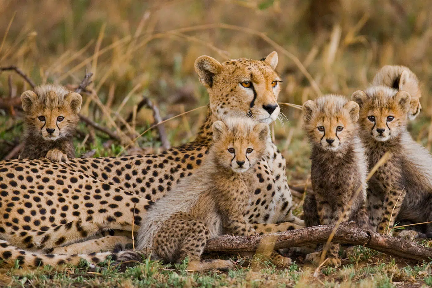 8-Day Wild Heart of Tanzania Safari
