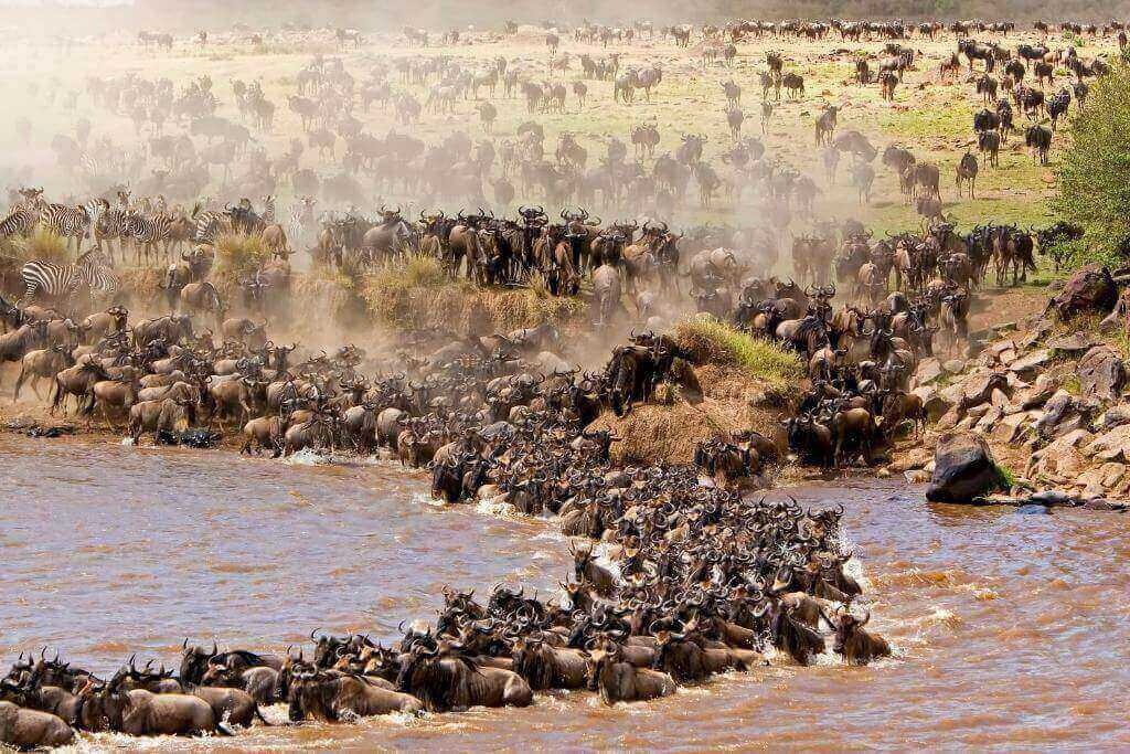 6-Day Kenya Big Five & Wildebeest Safari