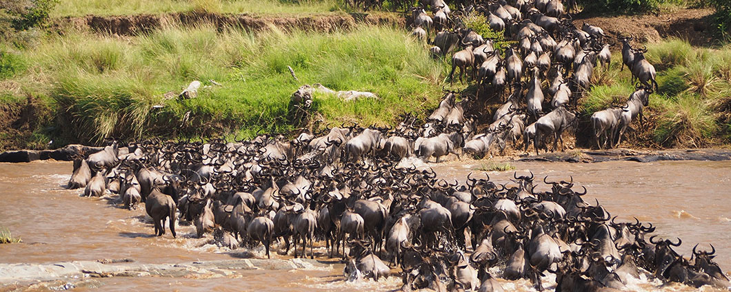 4-Day Masai Mara & Wildebeest Migration Safari