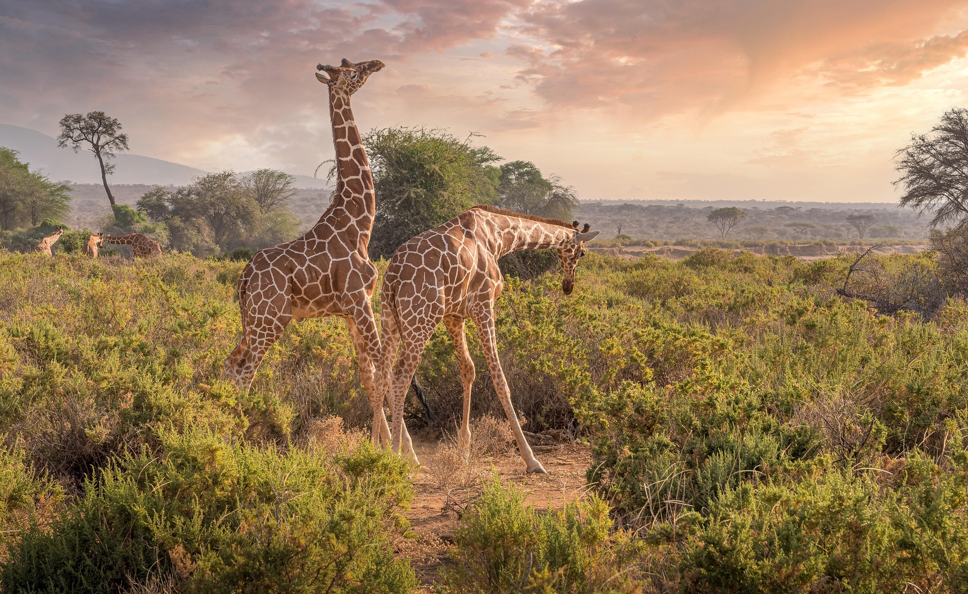 6-Day Northern Kenya & Masai Mara Wildlife Safari 