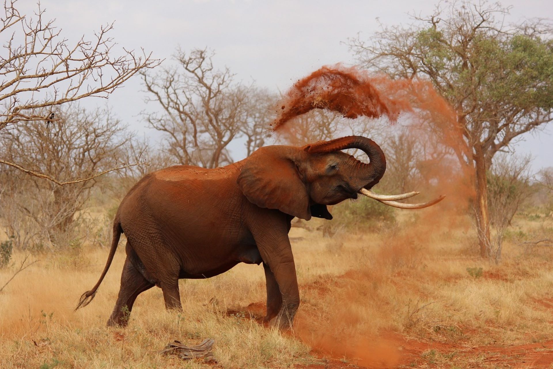 5-Day Tsavo East & West Safari – Big Five Adventure