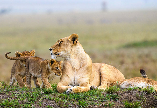 3-Day Masai Mara Basic Budget Camping Safari