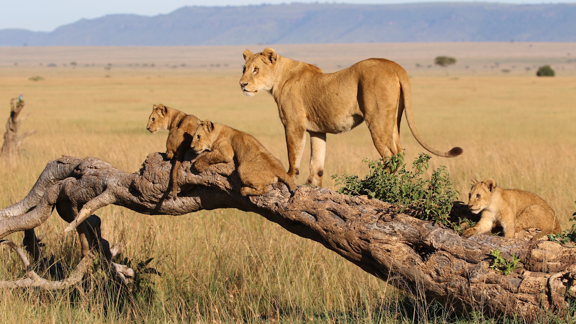 Savannah Horizons Safari – 6 Days: Serengeti National Park & Ngorongoro Crater