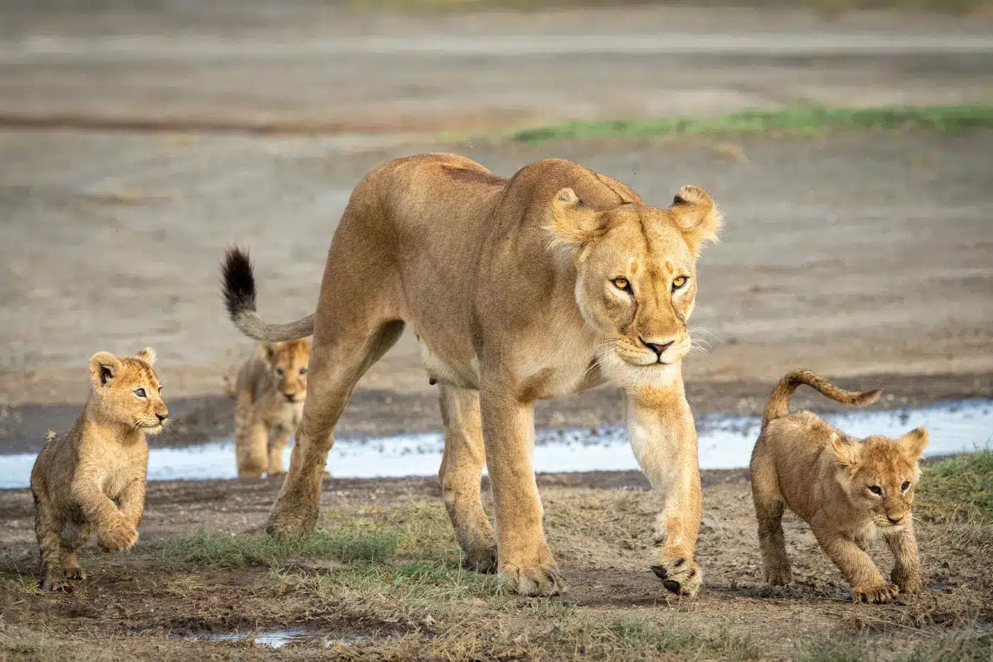 Wild Horizon Safari - 7 Days: Lake Manyara , Serengeti, Ngorongoro