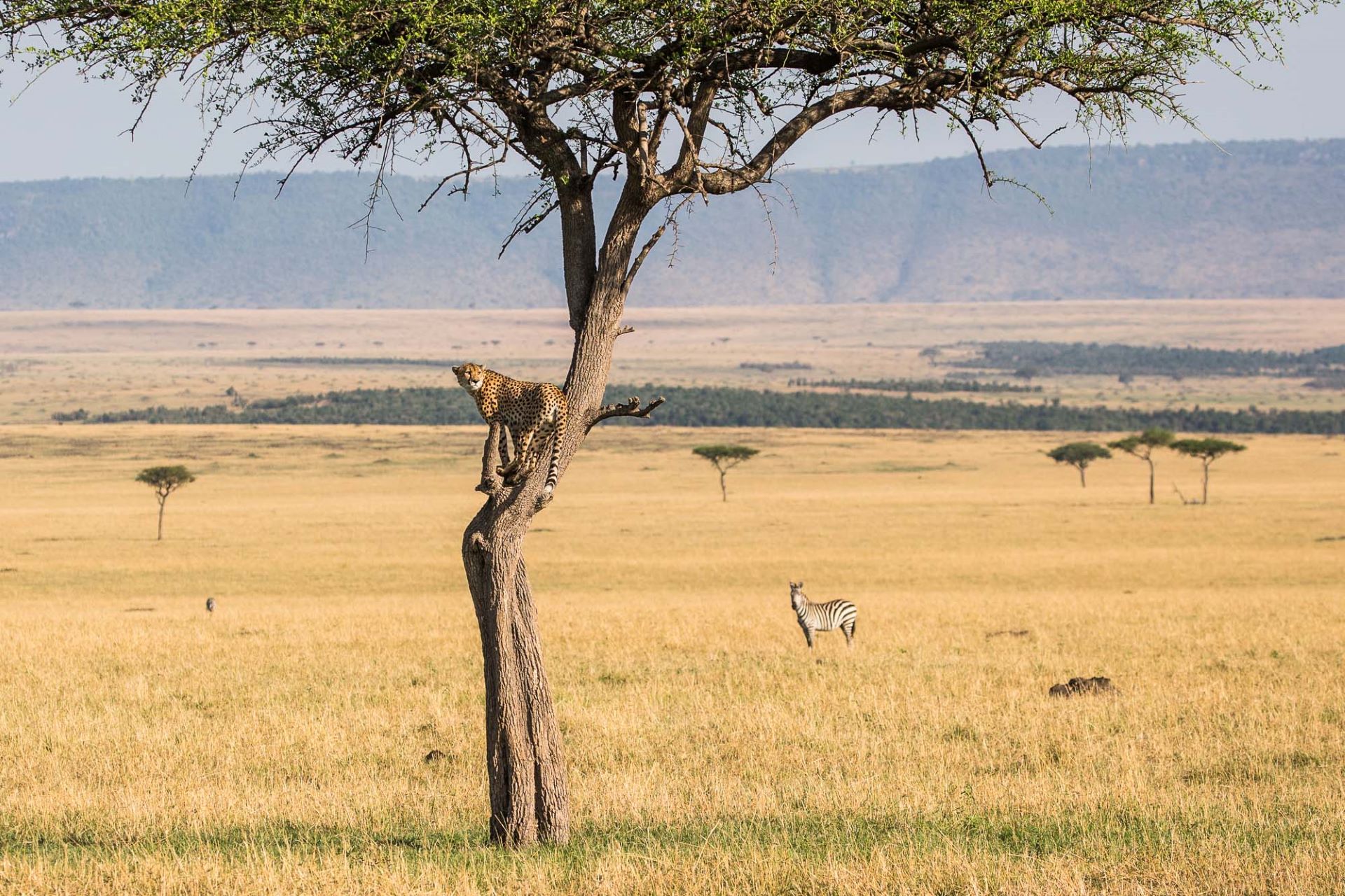 Savannah Legacy Safari - 7 Days: Arusha, Lake Manyara, Serengeti, Ngorongoro Crater
