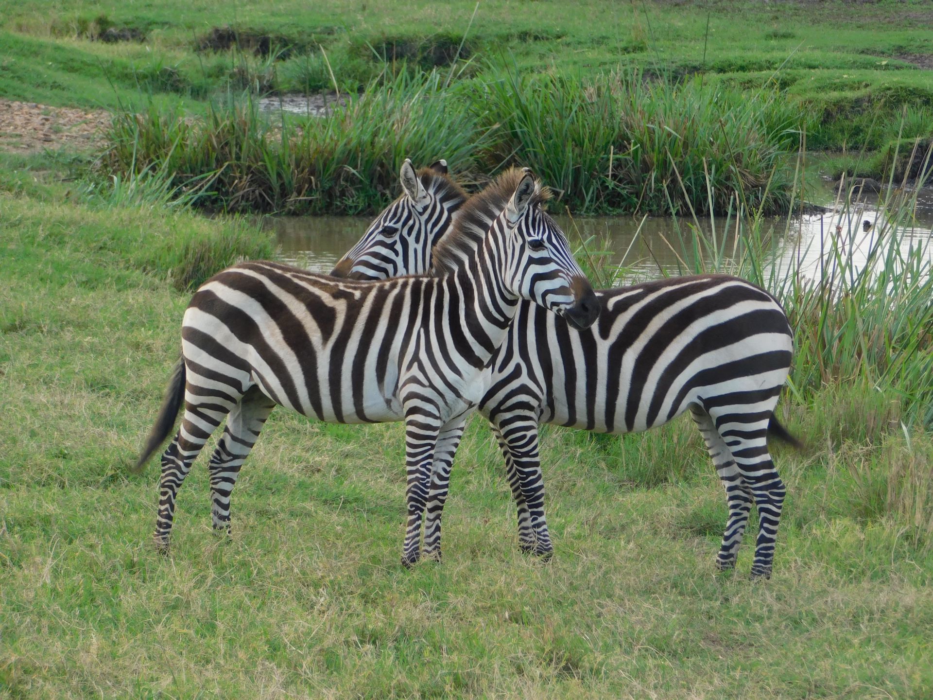 4 Day Masai Mara Budget Safari from Nairobi - Great Rift Valley & Big Five Safari Kenya