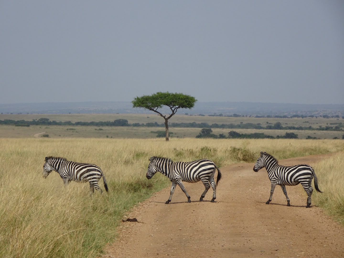 Kenya safari destination