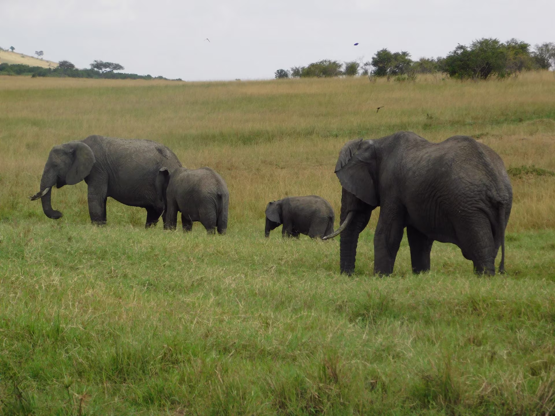 4 Day Masai Mara Luxury Safari from Nairobi