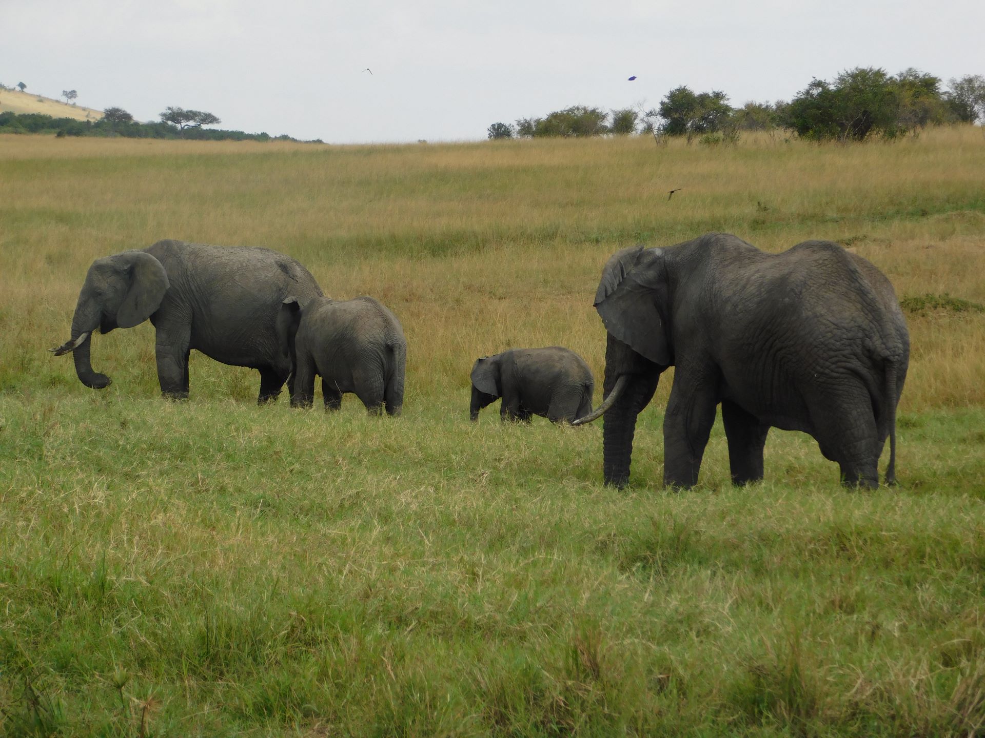 4 Day Masai Mara Midrange Safari from Nairobi