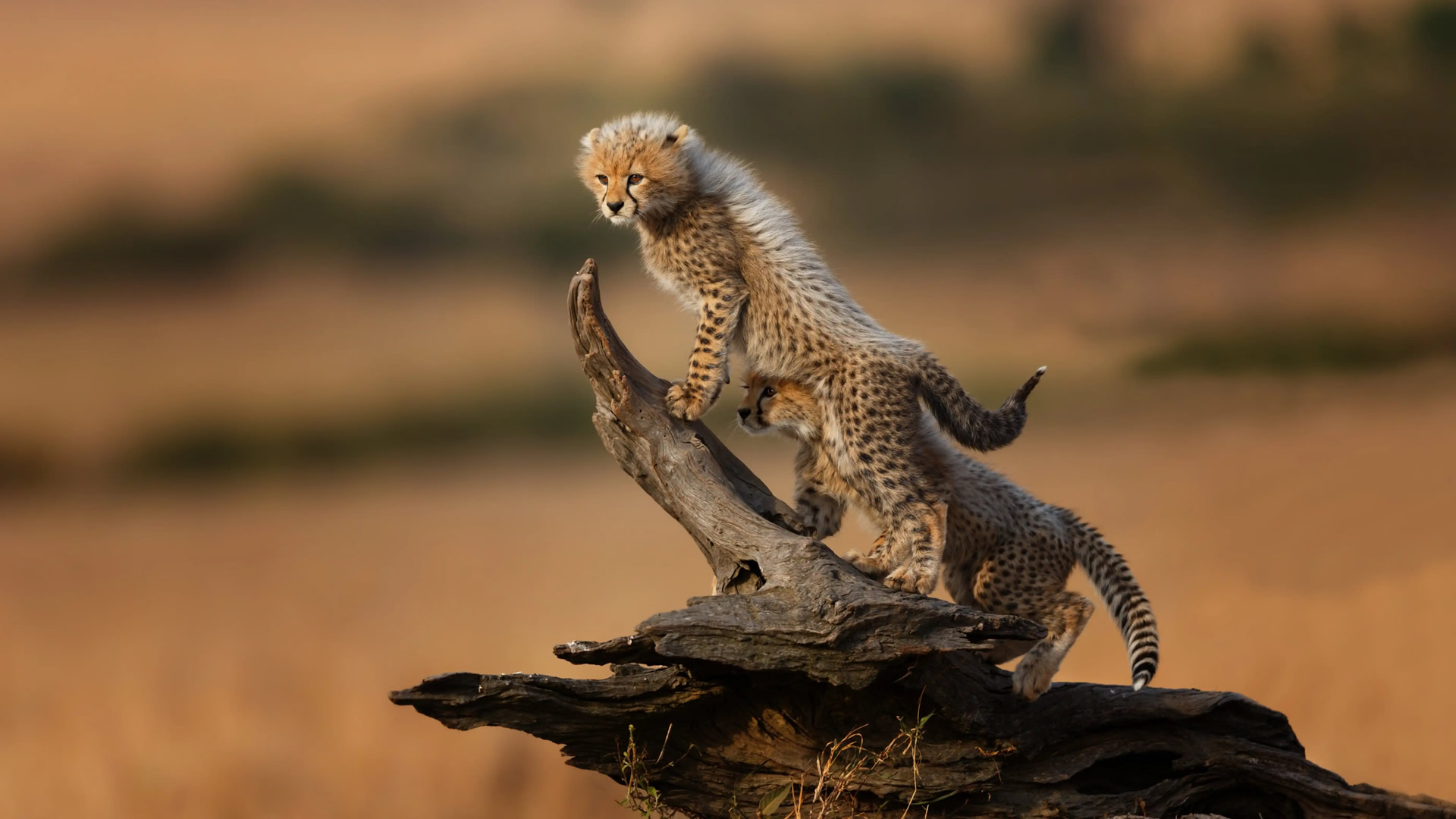4 Day Masai Mara Luxury Safari from Nairobi
