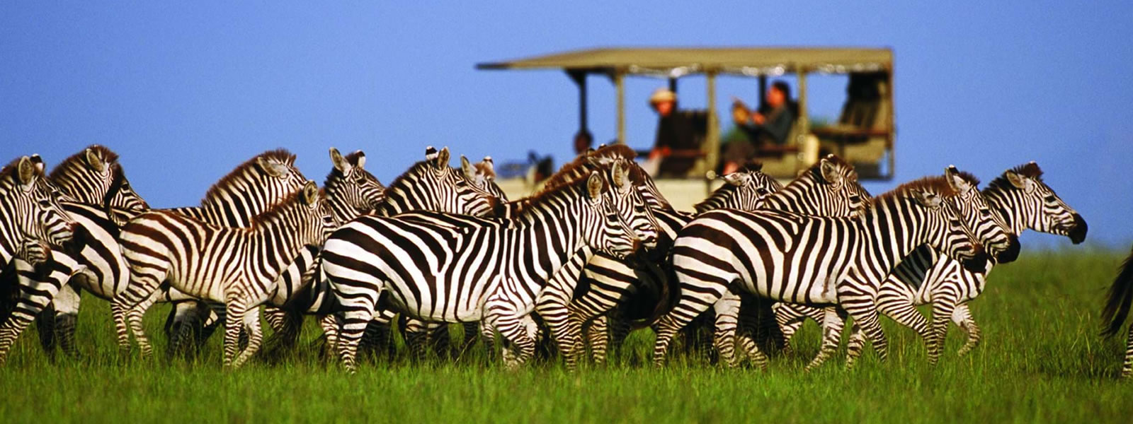 6 Day Masai Mara, Lake Nakuru & Lake Naivasha Luxury Safari from Nairobi