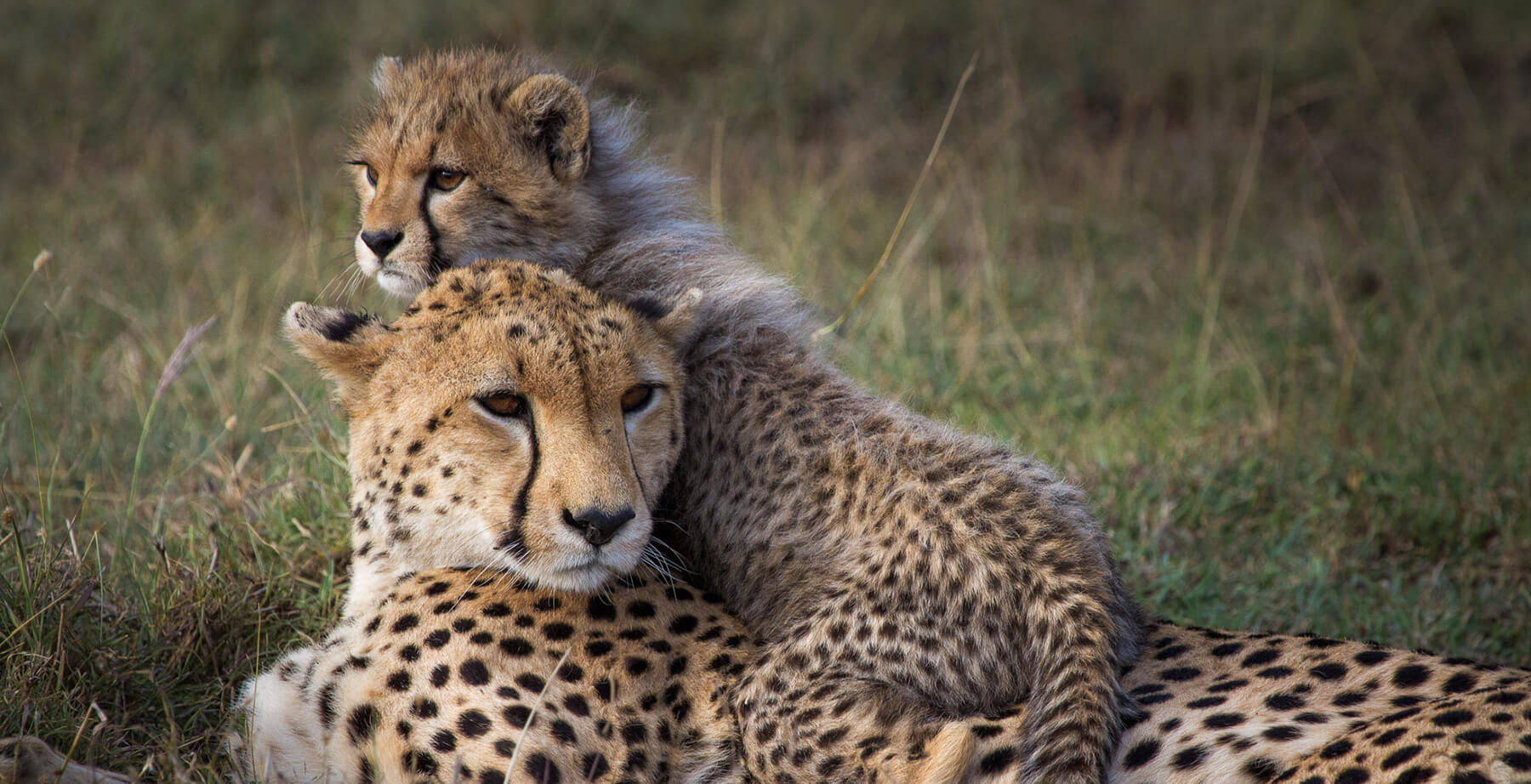 4 Days - Mara Wilderness Reverie
