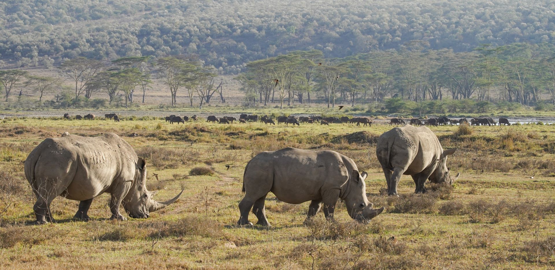 7 Days - Mara, Rhinos & Kilimanjaro Signature Safari