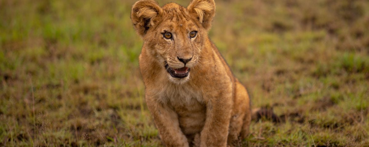6 Days Wilderness Predator Trails Safari